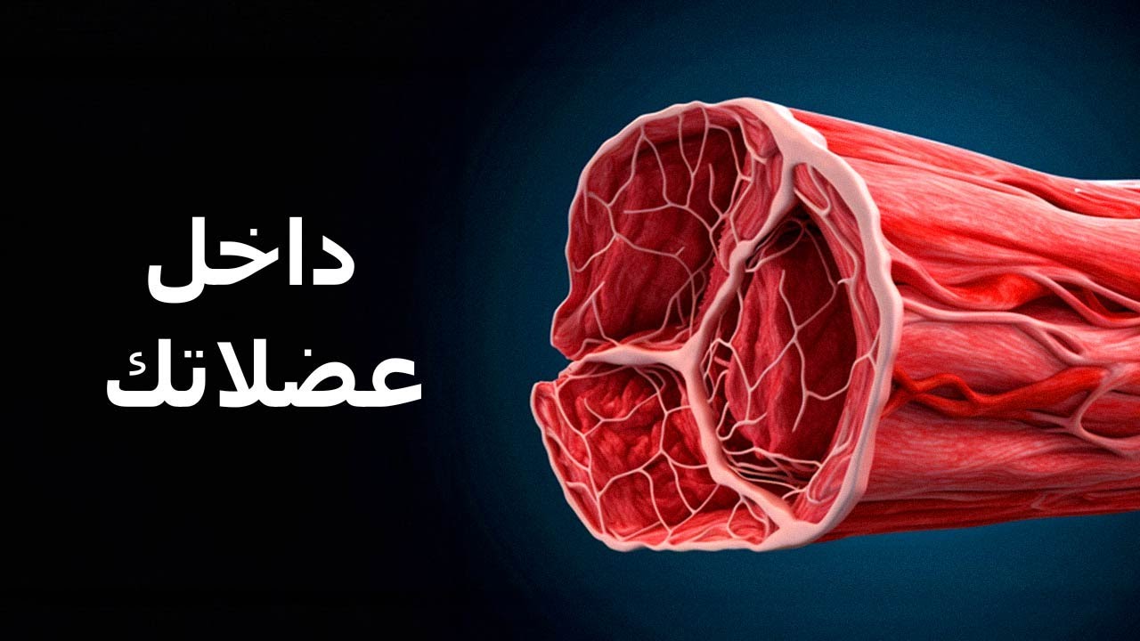 رحلة مدهشة داخل عضلات الجسم