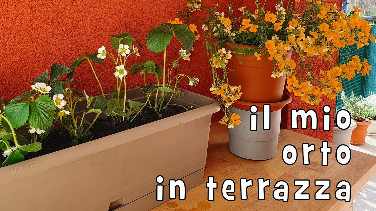 Il mio orto in terrazza