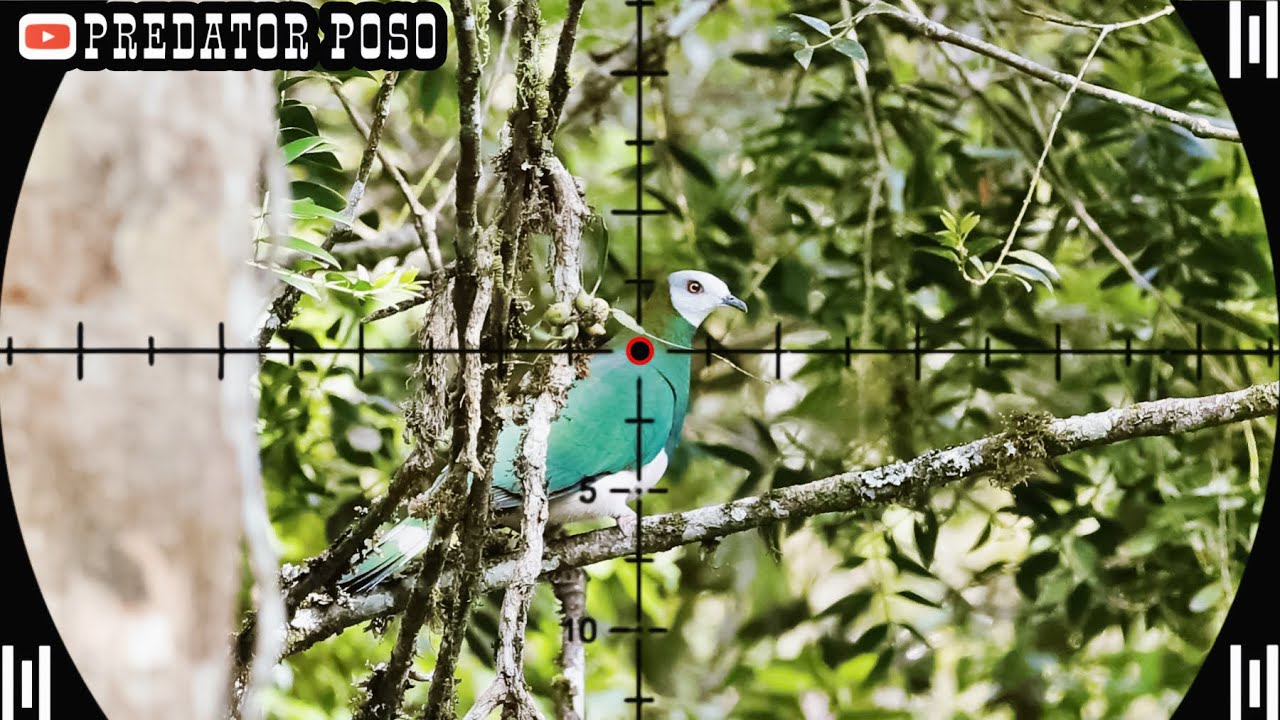 BERBURU BURUNG PERGAM SUPER JUMBO LANGSUNG MASAK DI PINGGIR SUNGAI 
