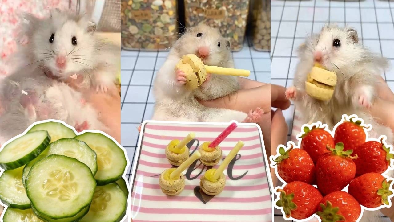 配粮来啦，我们家的小熊孩子天天真能吃~【一只笨鼠】