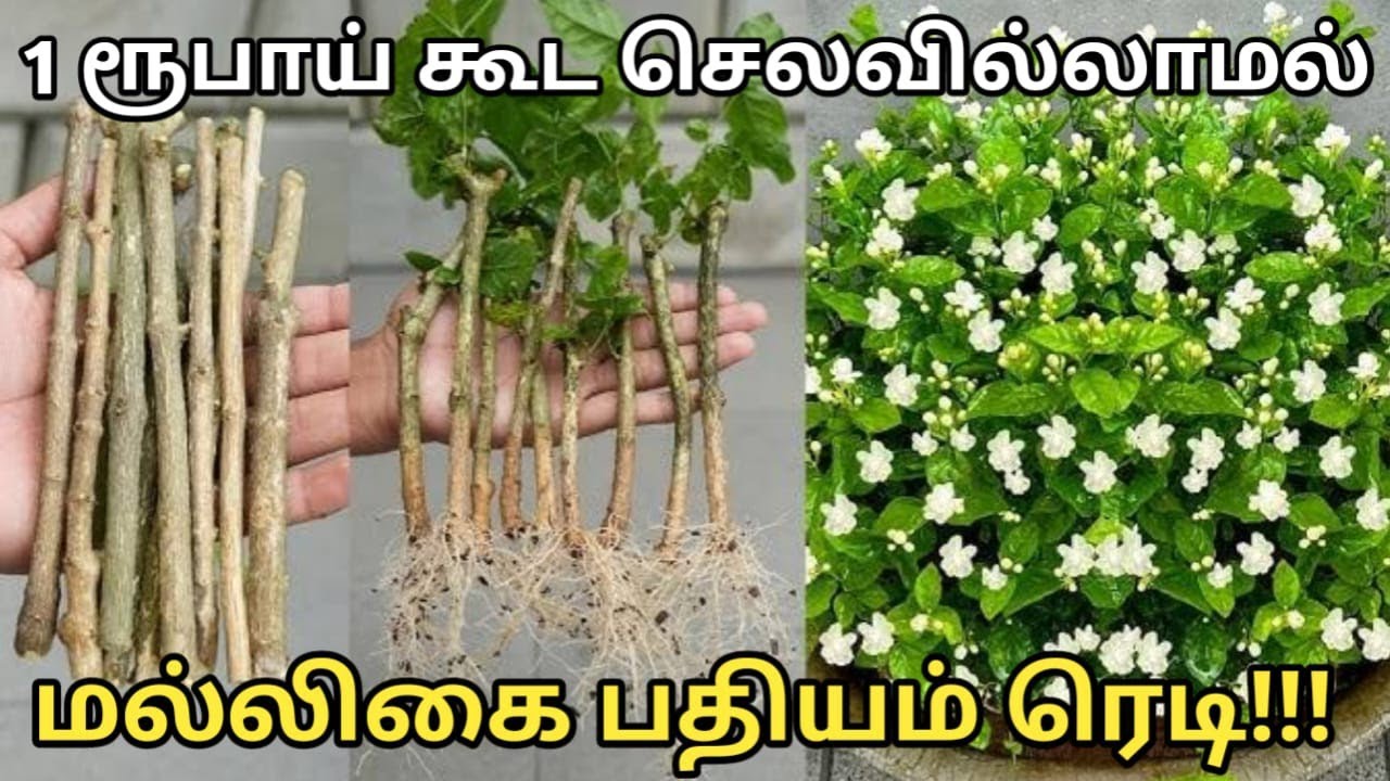 how to grow mogra Jasmine plant from cutting /mogra / jasmine @World nursery garden