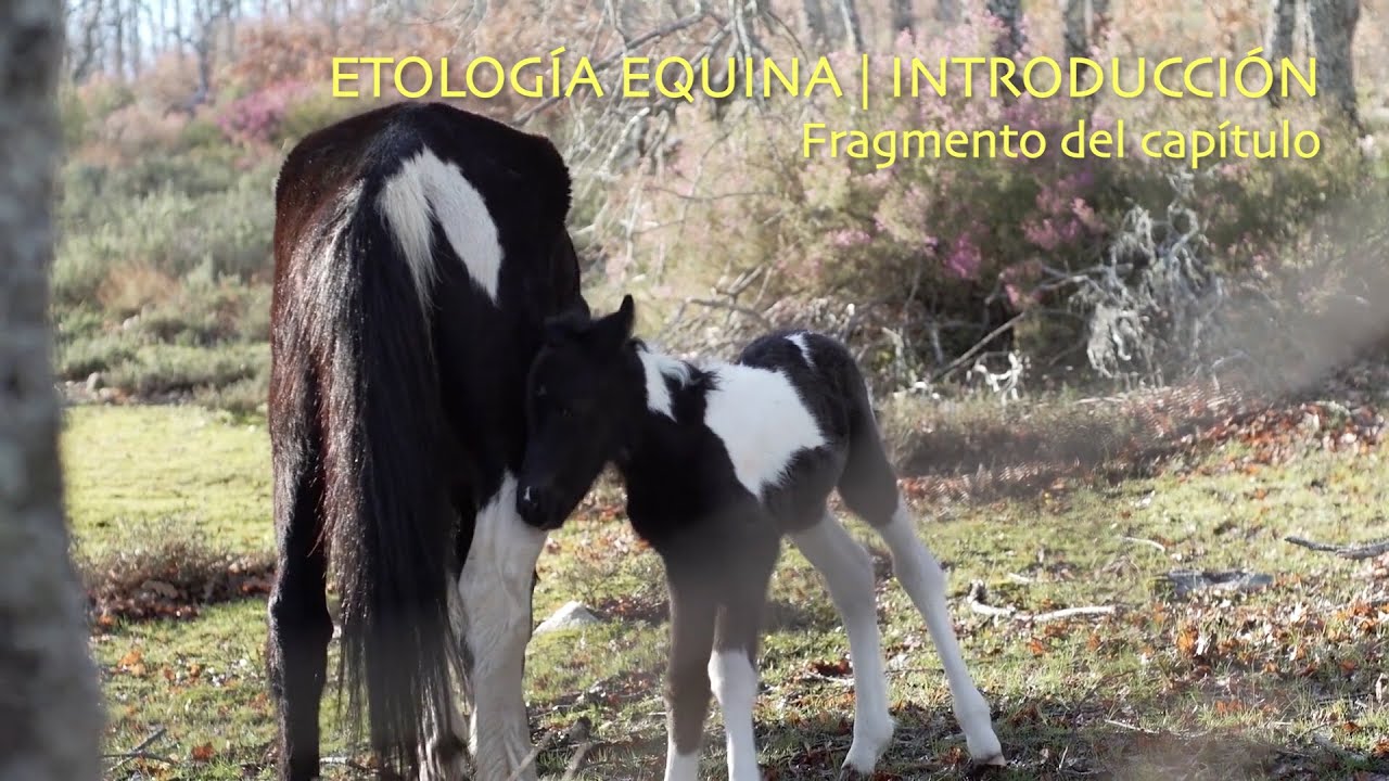 Introducción  | Fragmento de Etología Equina