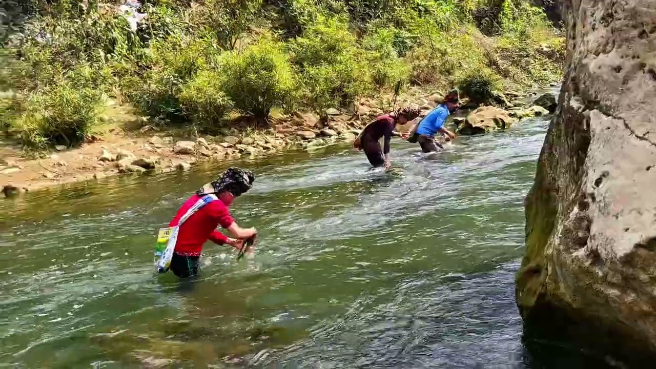 KẾP CÂY NƠ PI NONG TỎN LE Nơ 