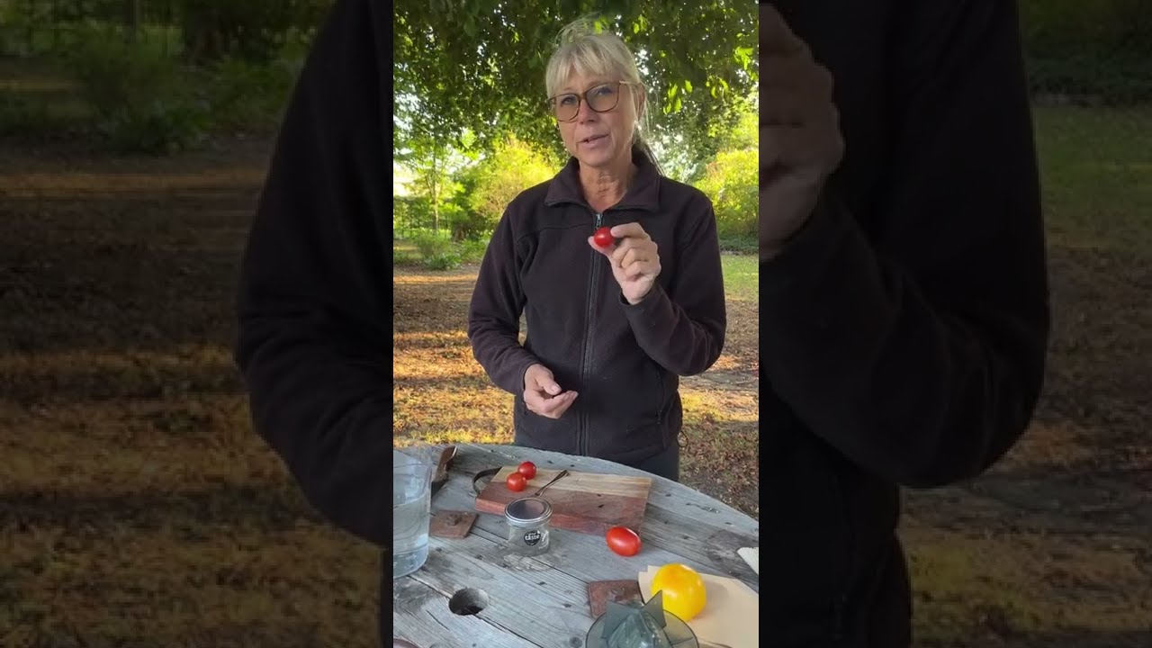 TOMATODLING - Fr&ouml;er fr&aring;n dina favorittomater