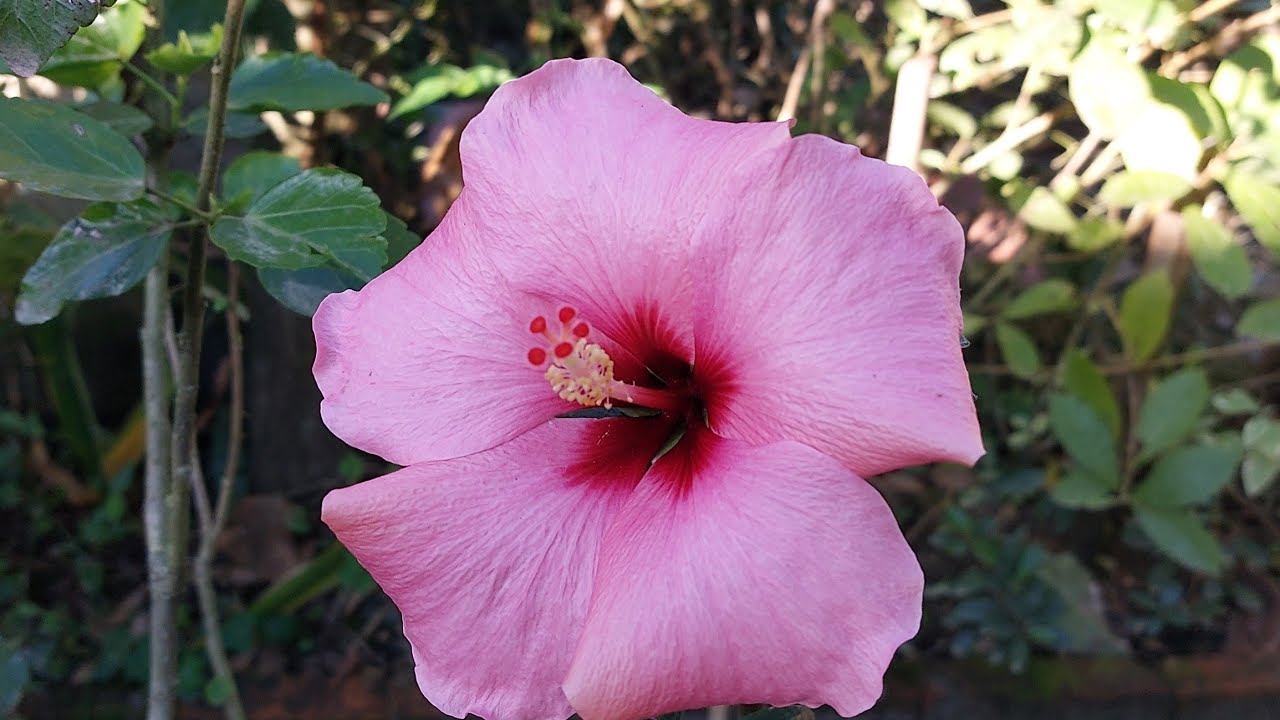 Tour pelo jardim .