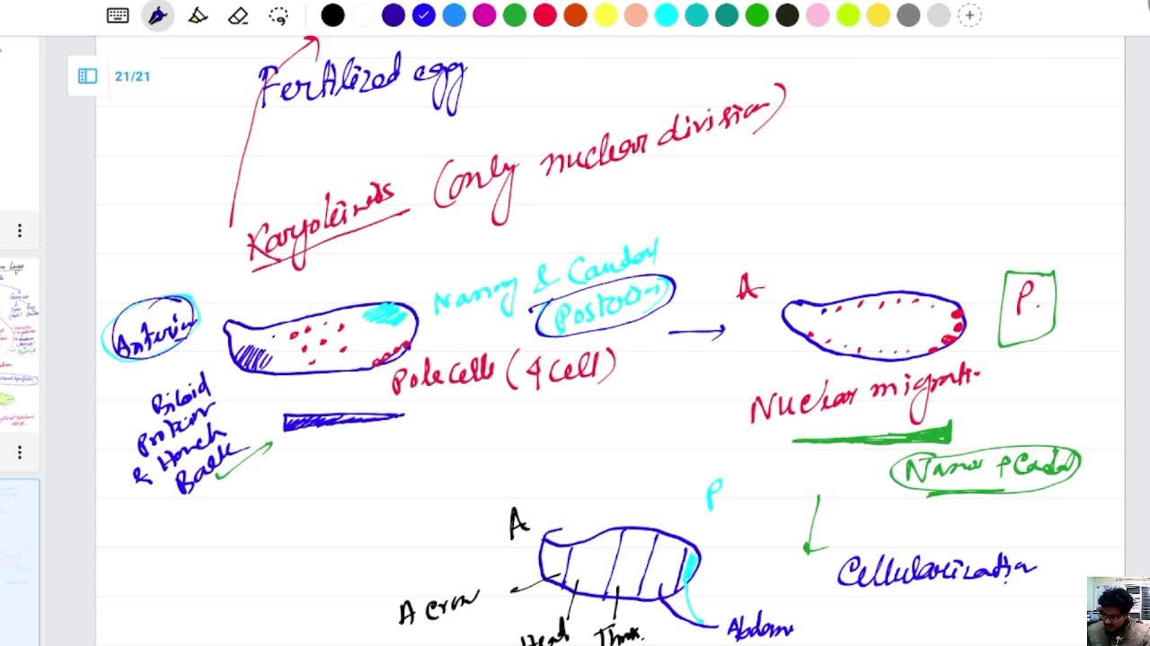 Developmental Biology - Class 5 Primary Germ Layers, Syncytial Specification, Stem cell,