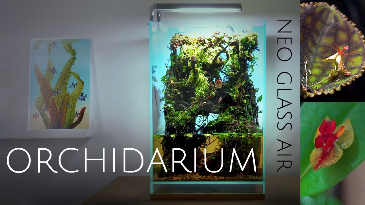 How I Set Up My DOOA Neo Glass Air Orchidarium | Step-by-Step Miniature Orchid Paludarium Tutorial