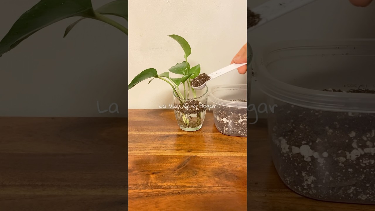 💚 Por qu&eacute; se mueren los esquejes cuando los pasas de agua a tierra? 🪴#plantas