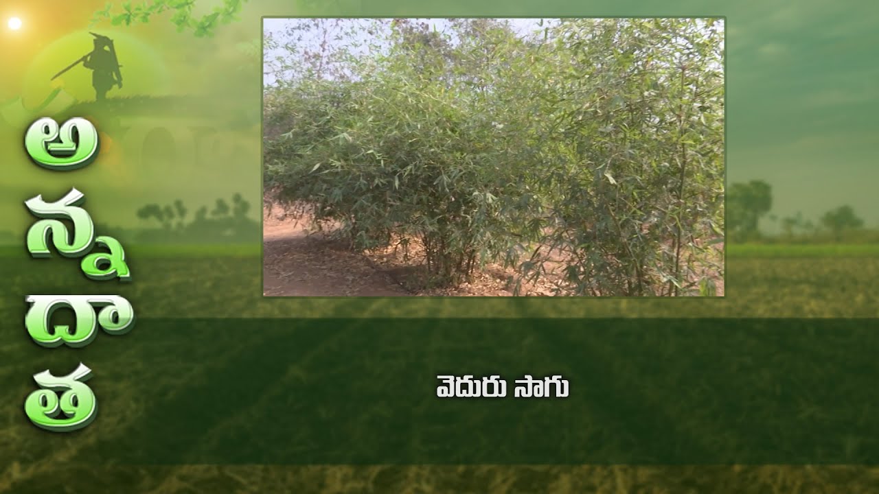Promissing returns from green gold – bamboo farming | ETV