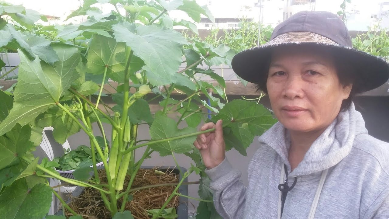 Xem Đậu Bắp trồng thùng thông minh ra trái nhiều ghê 10/5/2019 | Khoa Hien 185