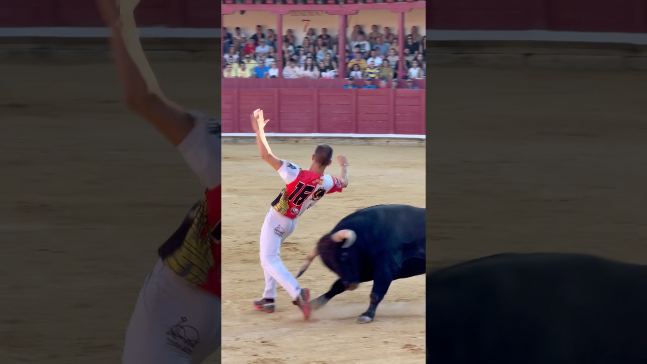 ‼️ ESPECTACULAR CORTE AJUSTADÍSIMO A ESTE TORO BRAVO‼️