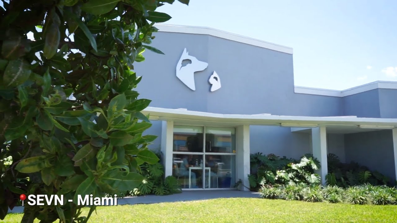 Southeast Veterinary Neurology || Hospital Tour