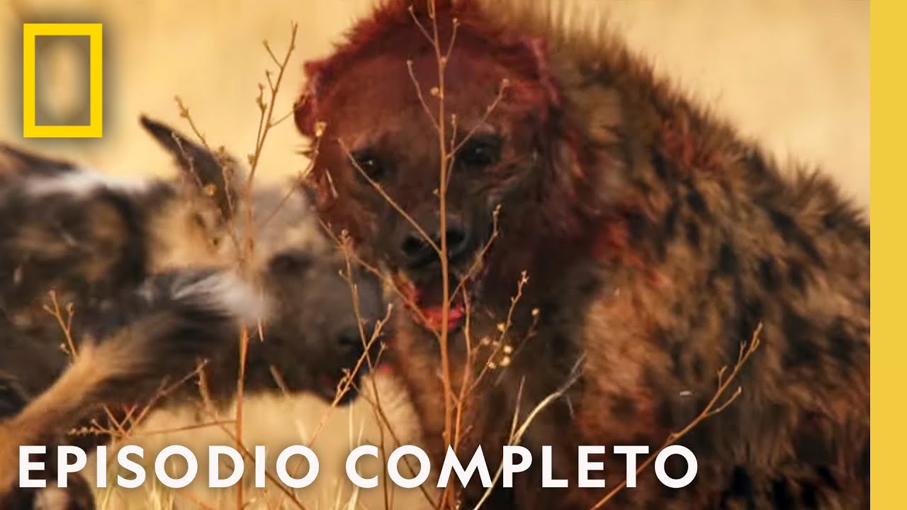 ¡Reino del Terror! | Reino Salvaje | Nat Geo en Español