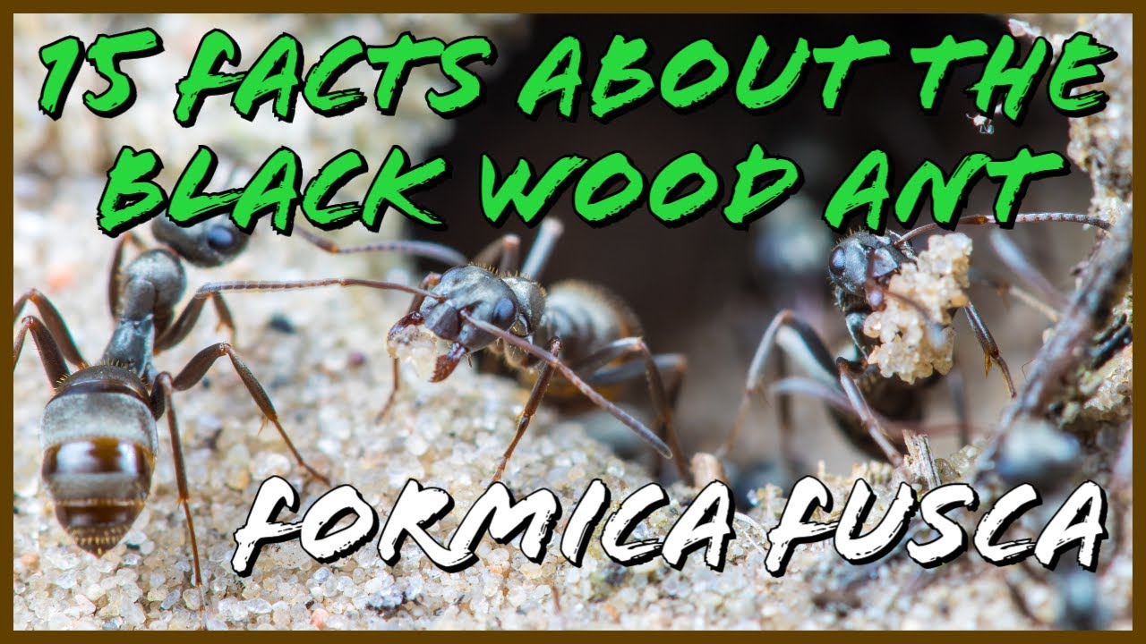15 Fact About The Black Wood Ant | Formica Fusca