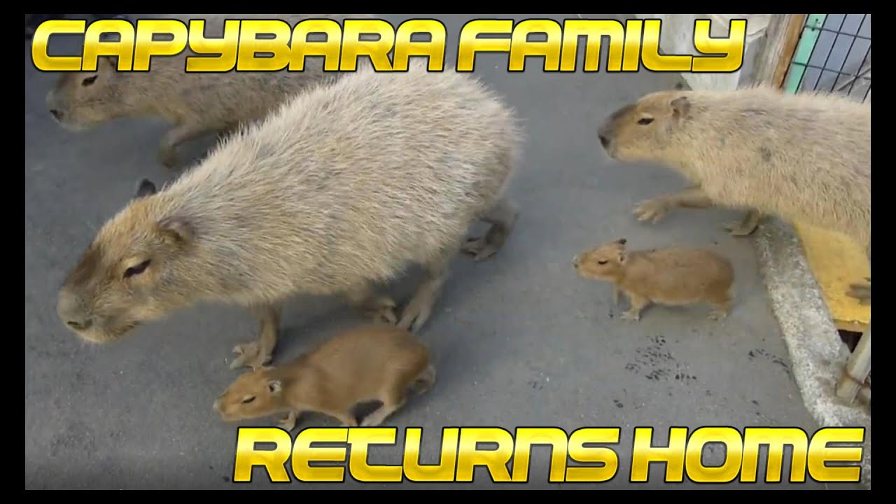 Capybara family returns home / カピバラ一家の帰宅