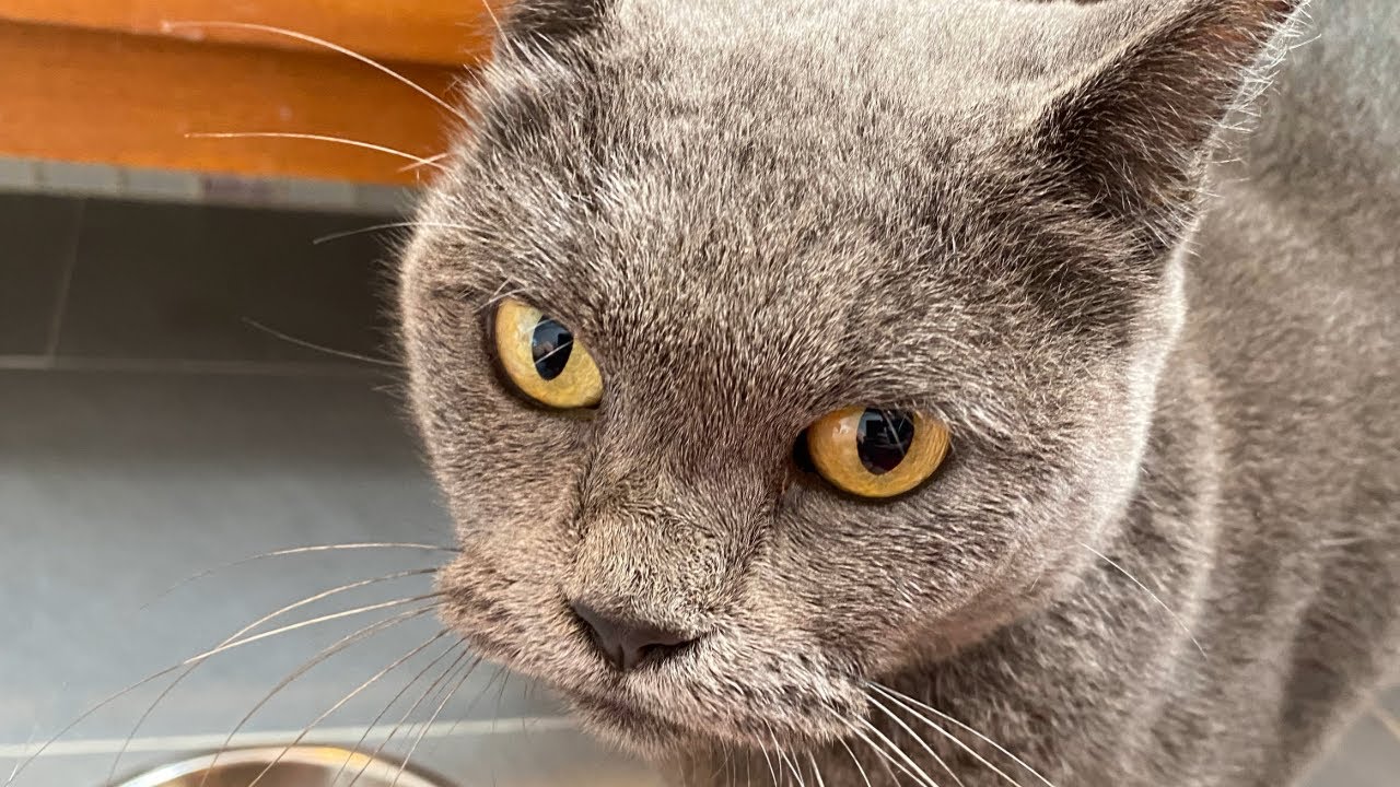 Abandoned onto the streets by her owners.  Survival story
