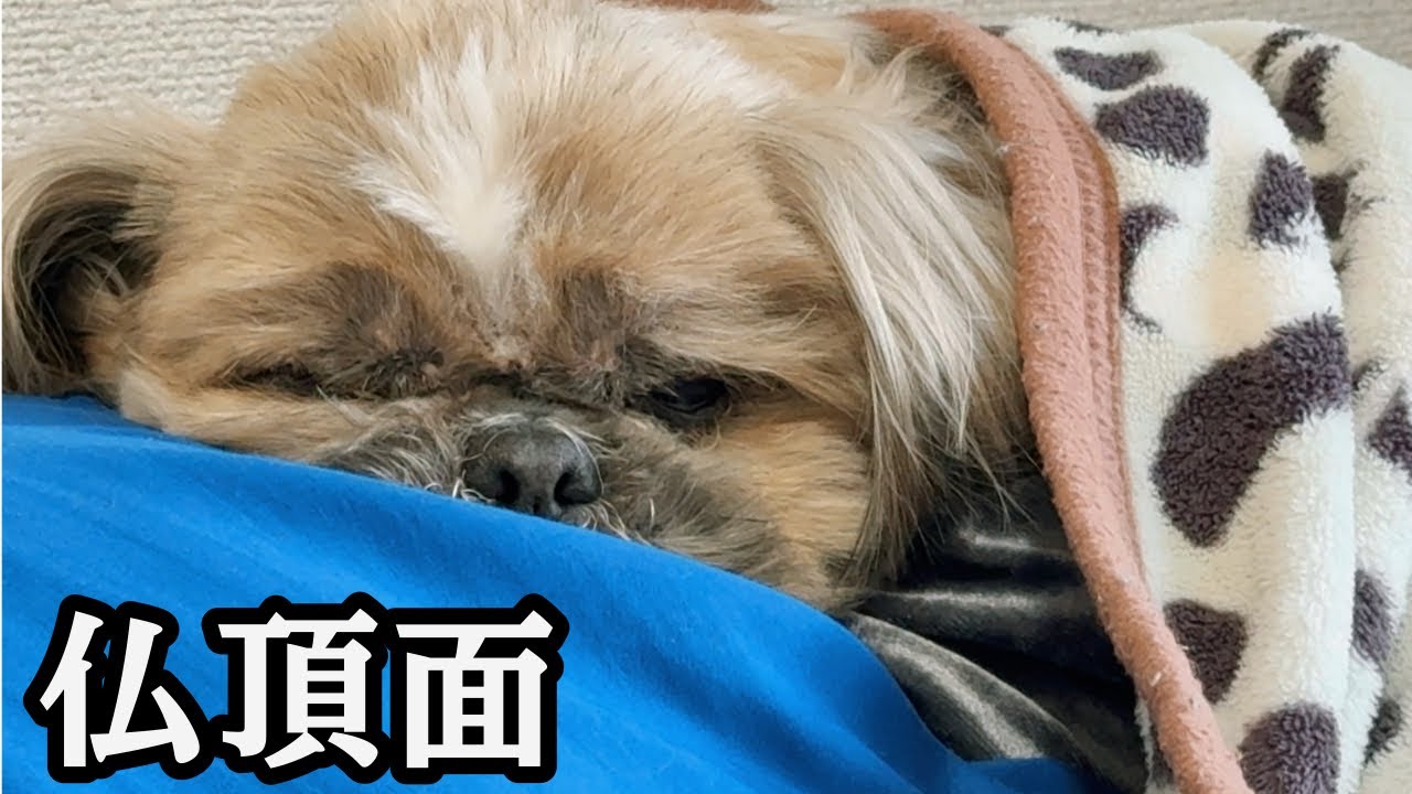 この後、他の犬と会って帰宅したら｜犬ころみが仏頂面