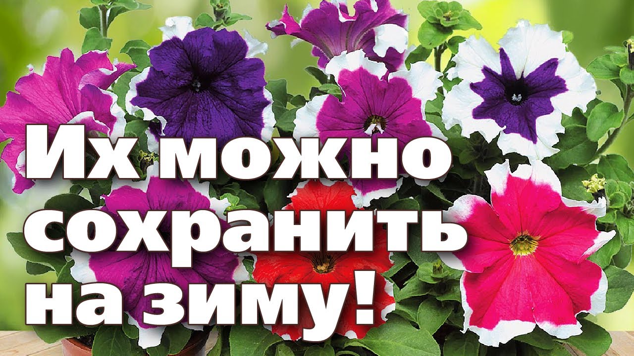 ПРОСТОЙ СПОСОБ СОХРАНИТЬ ДО ВЕСНЫ ПЕТУНИИ И ДРУГИЕ ЦВЕТЫ