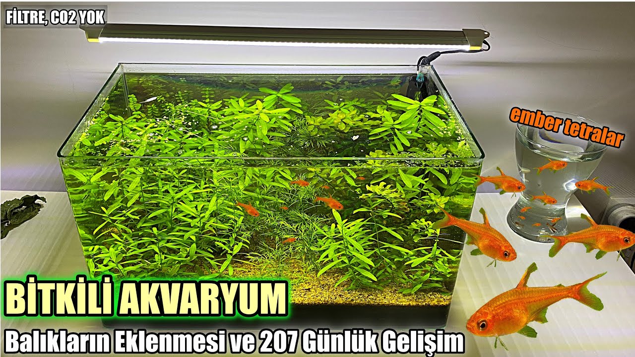 Beklenen Video | Bitkili Akvaryum'a Balık Eklenmesi - Ember Tetra, 207 Günlük Gelişim-CO2,Filtre Yok