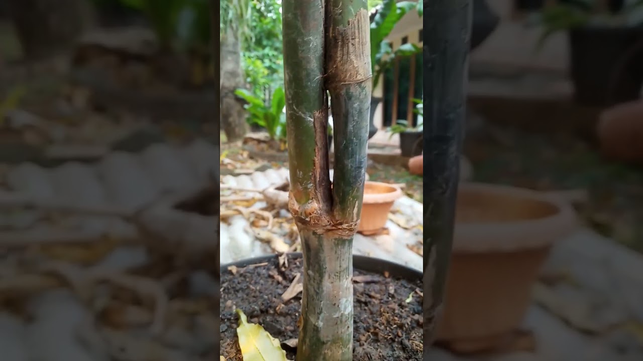 Harga 1 Juta,Bonsai Bambu Dampit