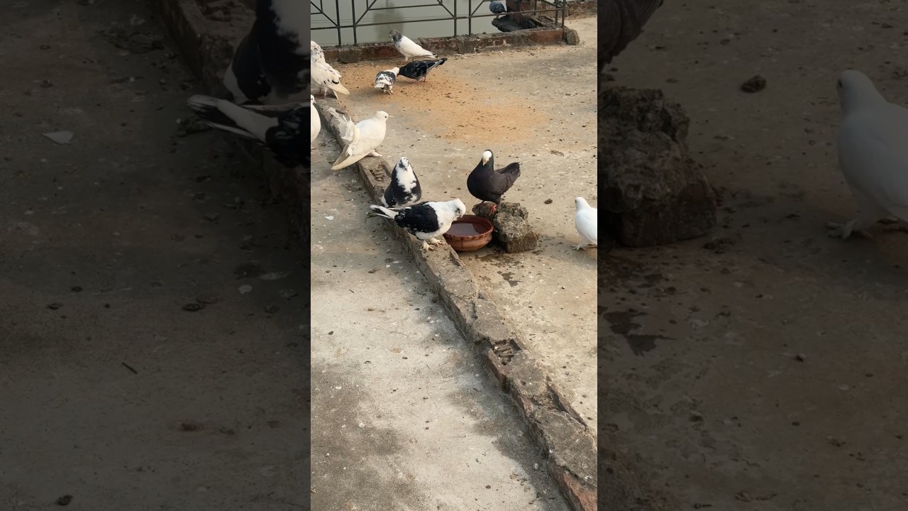 ✅️🐧 Kabutar ke liye calcium 😋 Osto vet and vimeral #briding #kabutarbreeding #pigeon #fancykabootar