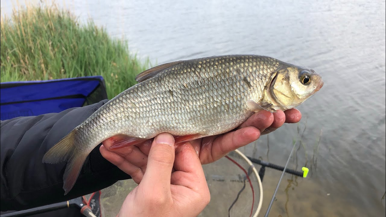 Feeder na Wodzie PZW! Zestaw z Feeder Gumą!