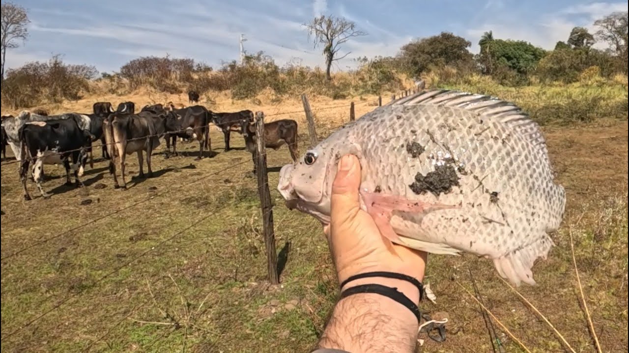 Tilápia bruta no Marinheiro. Quando menos se espera, gruda no anzol e adrenalina dispara.