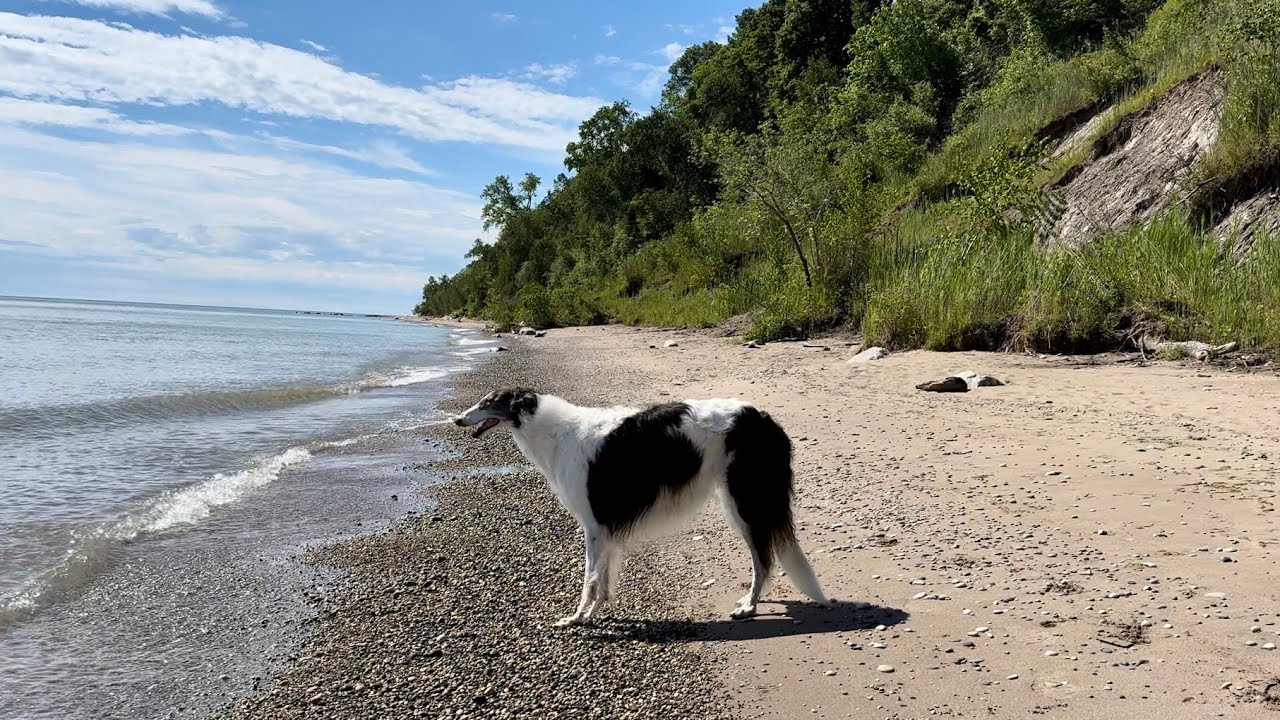 borzoi cryptid spotted on lake michigan beach