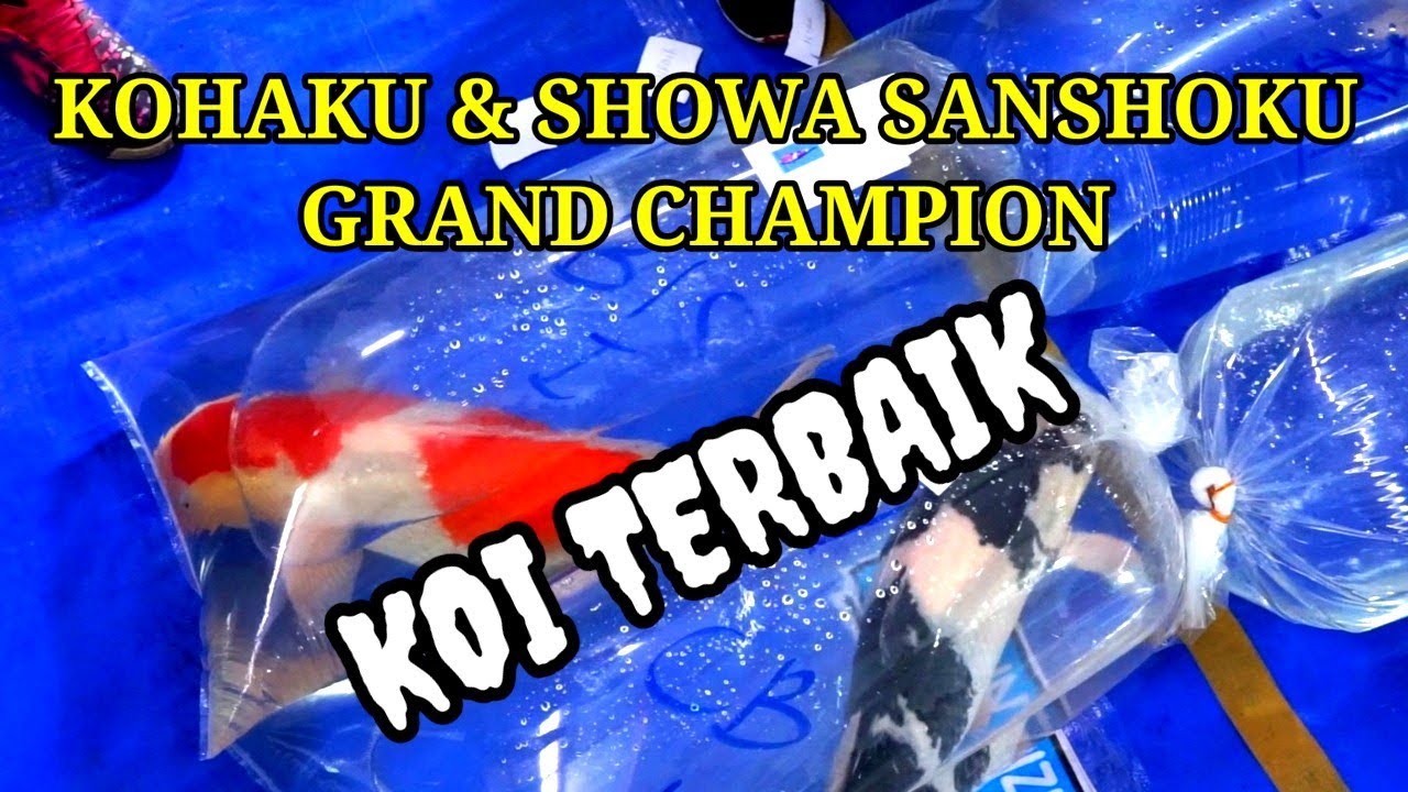 DETIK DETIK KOI KOHAKU & SHOWA SANSHOKU MENJADI GRAND CHAMPION...BERINGIN KOI SHOW - BLITAR