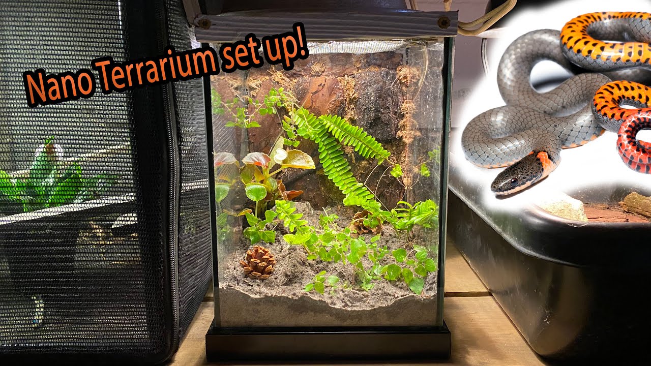 Nano Terrarium with Ring-necked Snake!