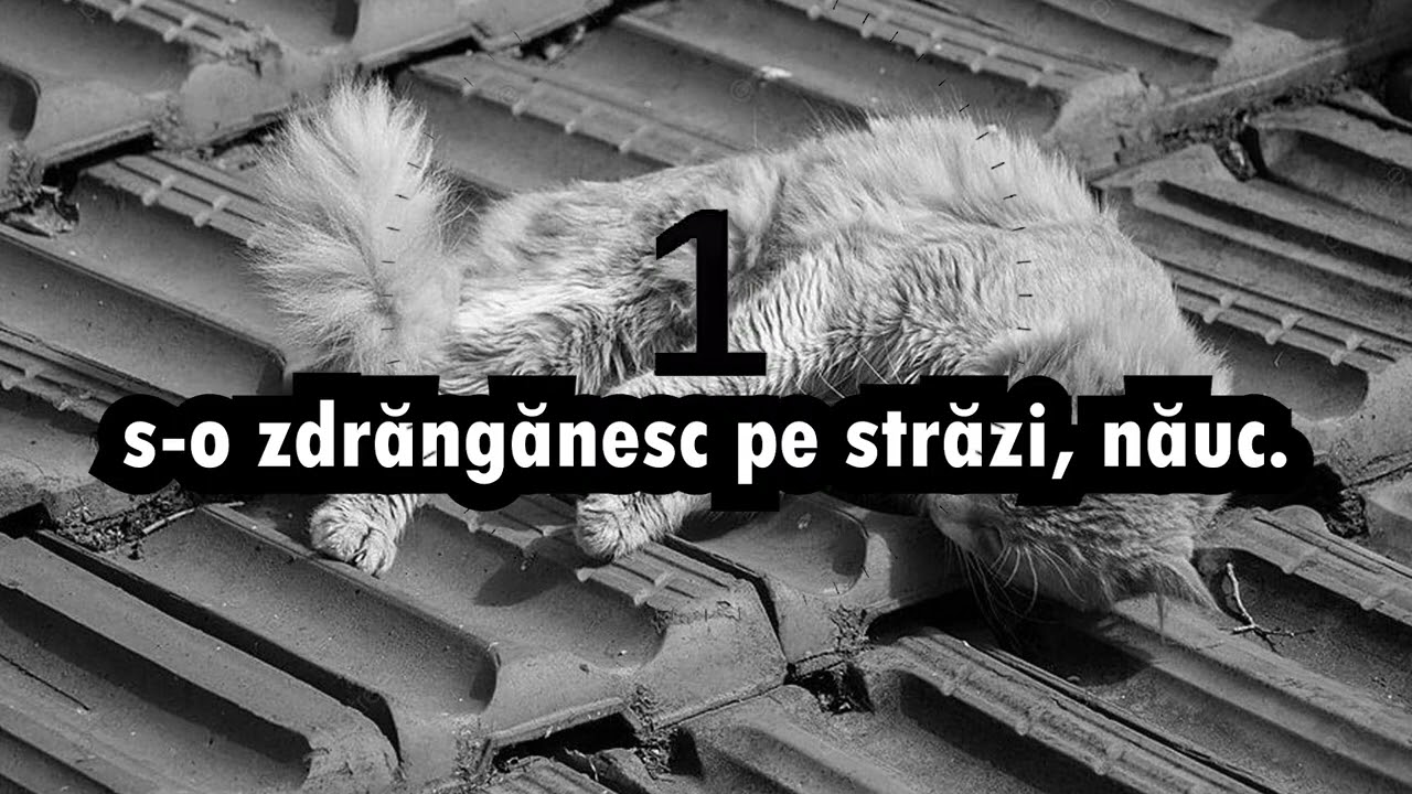 Nichita Stănescu   Balada motanului