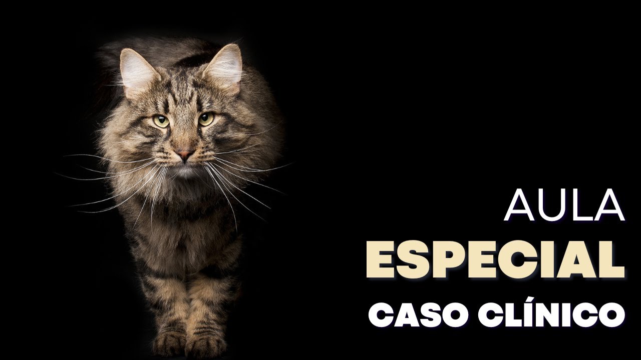 INSCRIÇÕES ABERTAS CAT CLUB