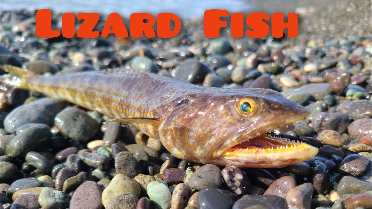 Lizard Fish Catch & Cook