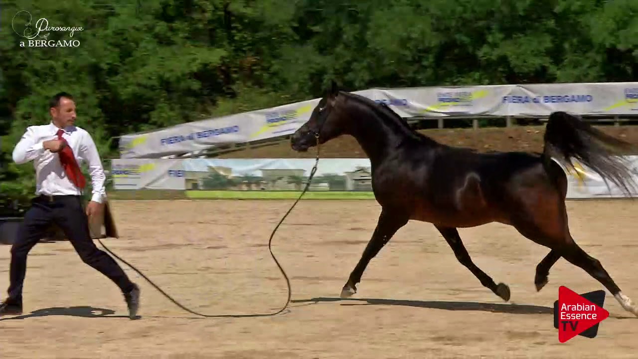 Bergamo 2017 - Royal Colors presentation Sunday
