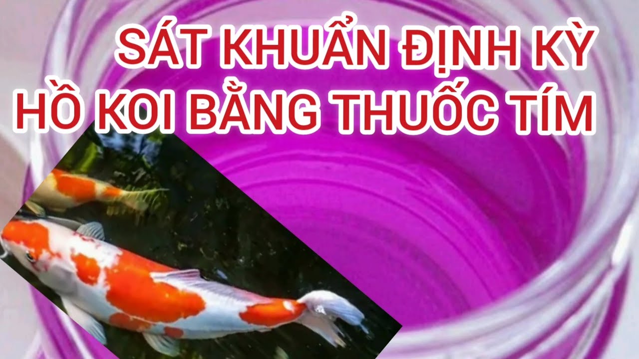 SÁT KHUẨN ĐỊNH KỲ CHO HỒ CÁ KOI BẰNG THUỐC TÍM/CÁCH PHA THUỐC TÍM SÁT KHUẨN BỂ CÁ KOI