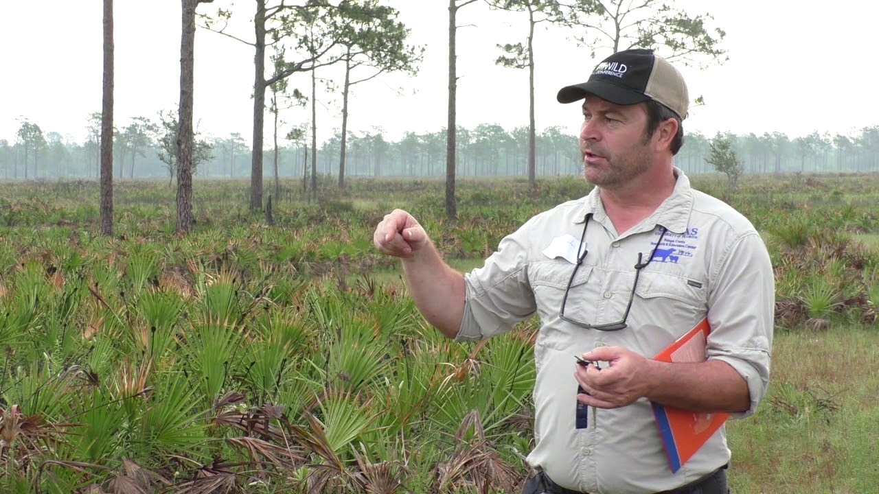 Quail Field Day - Morning quail calls and spring cock counts