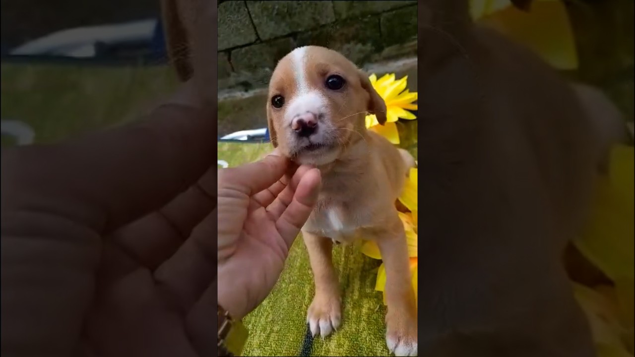 Rolly cerca casa | incantevole cucciolo taglia media #adozioni #cane #dog