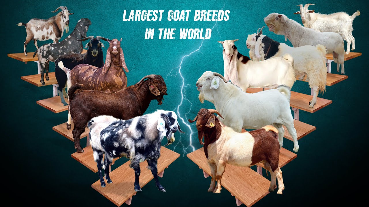 Top 12 Largest Goat Breeds in the World | Weight at Mature Age #Largest GoatBreeds