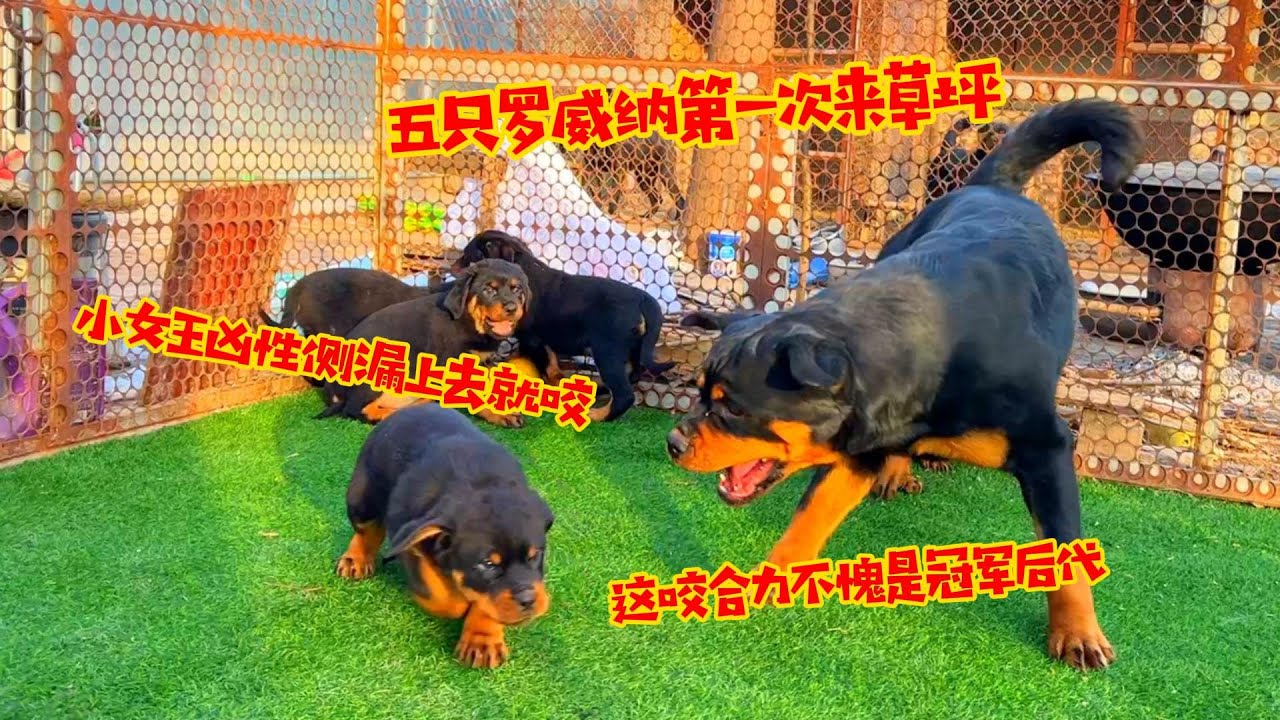 五只罗威纳第一次来草坪，小女王凶性侧漏，这咬合力不愧是冠军后代