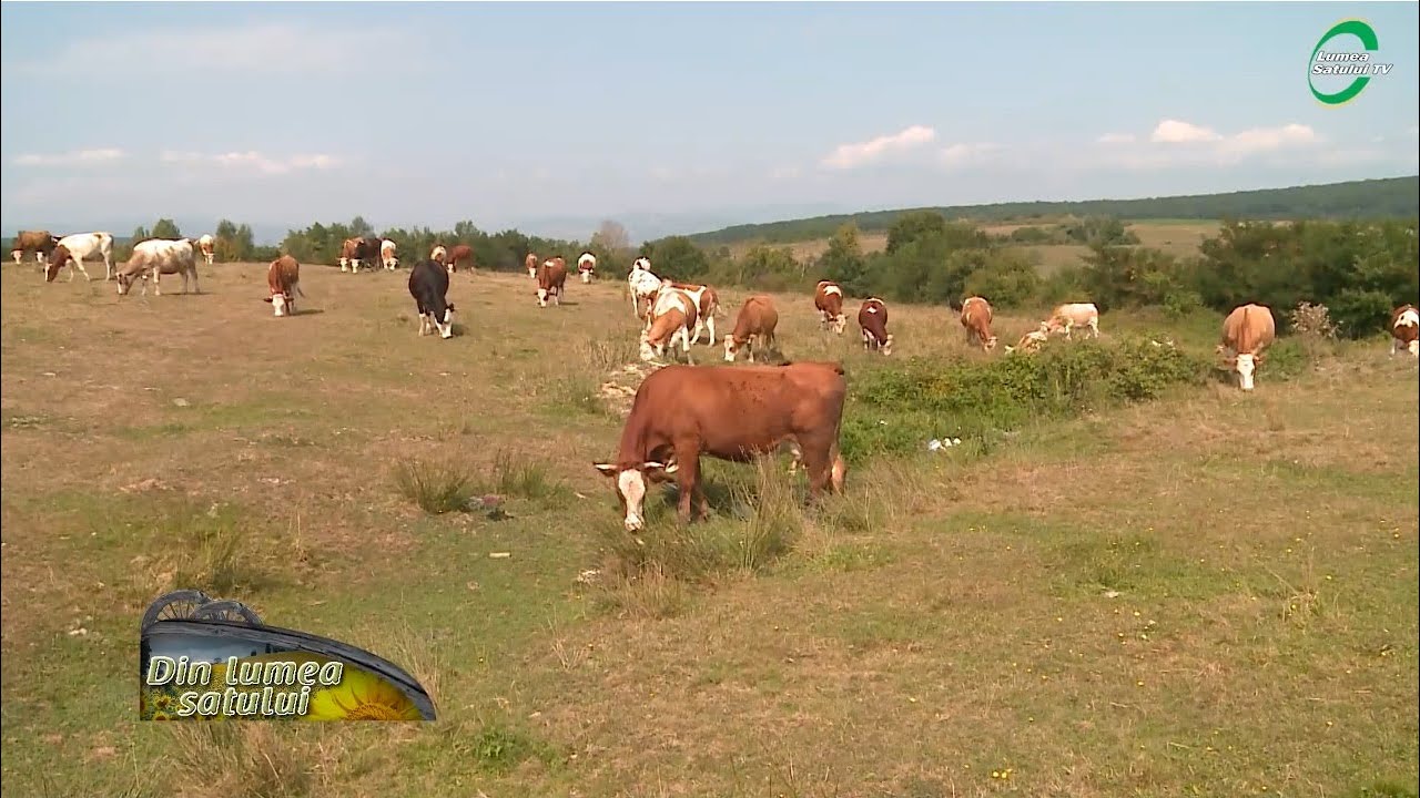 De ce este mai rentabila vaca de carne dec&acirc;t cea de lapte