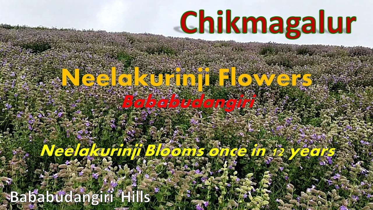 Neelakurinji - Chikmagalur