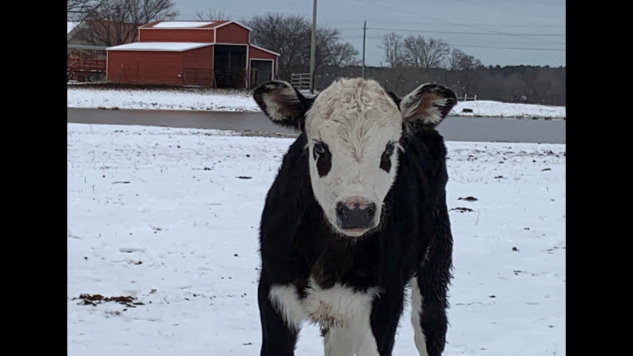 Can COWS Take The Winter Weather?? Do You HAVE To Have A Barn??