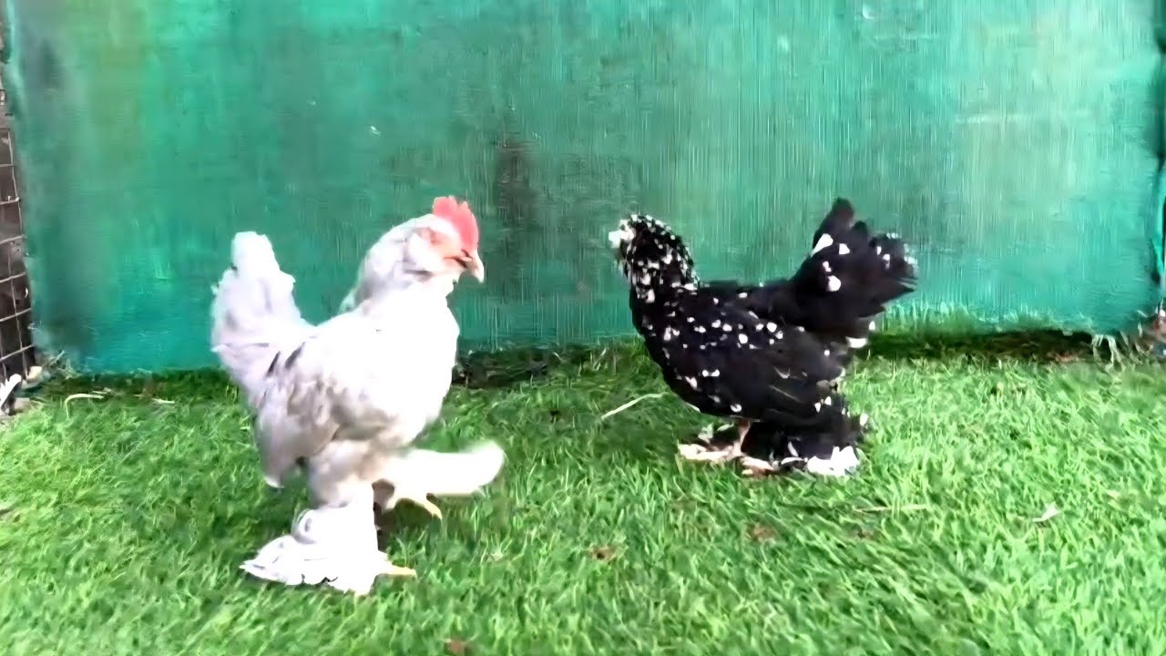 The Secret Life of Laying Hens @desitailsindia 