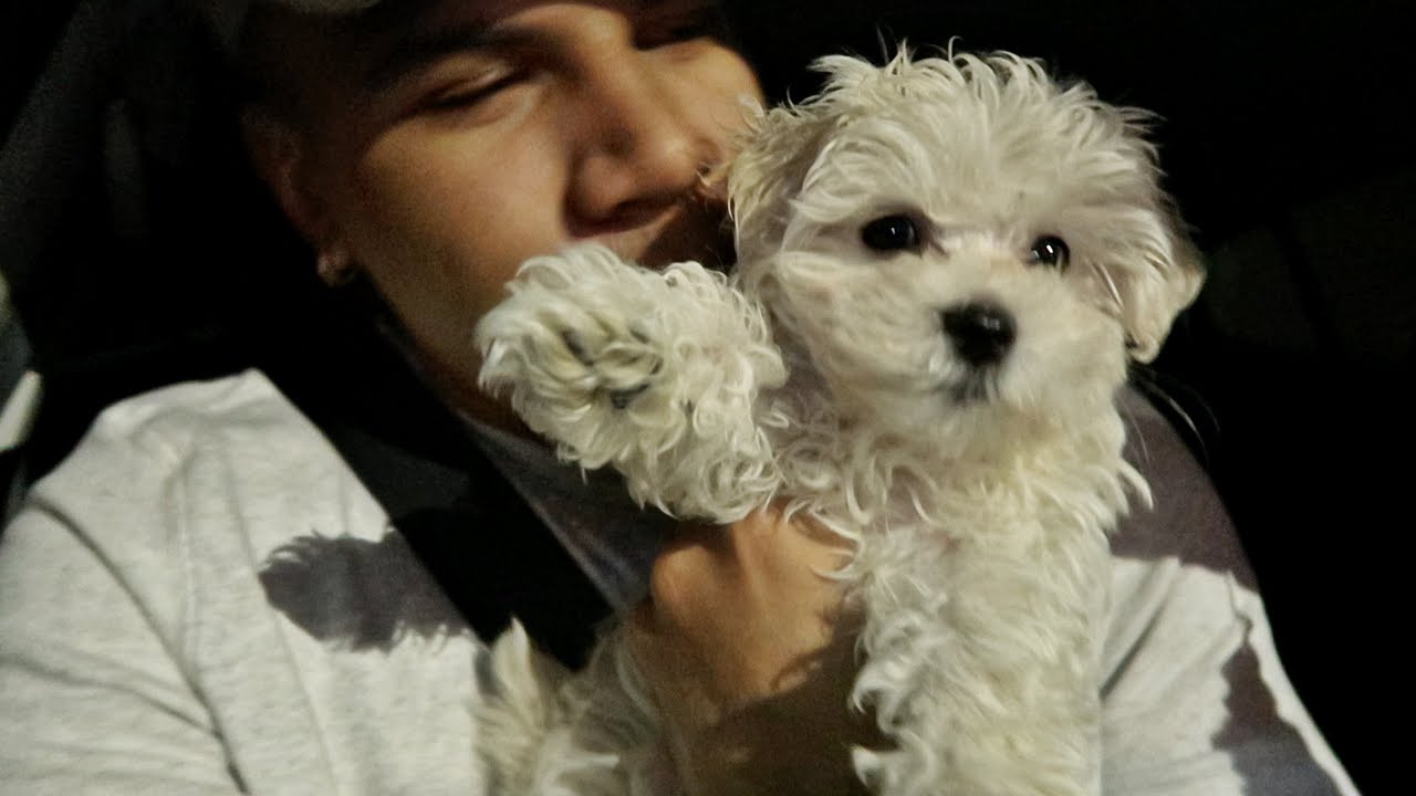 WE CAN'T HANDLE HIM ANYMORE...