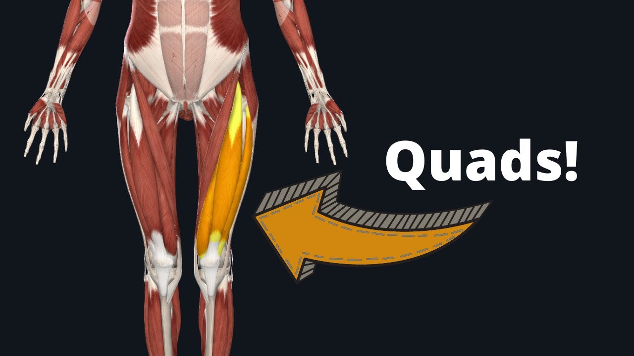 How to Draw the Upper Leg Muscles - Anatomy for Artists