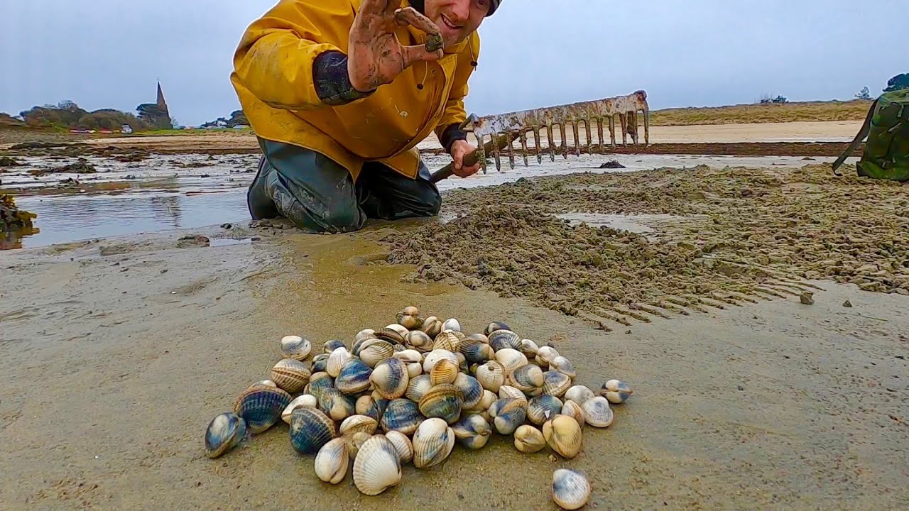 Big Cockle Clams - Catch Clean Cook ! Coastal Foraging 