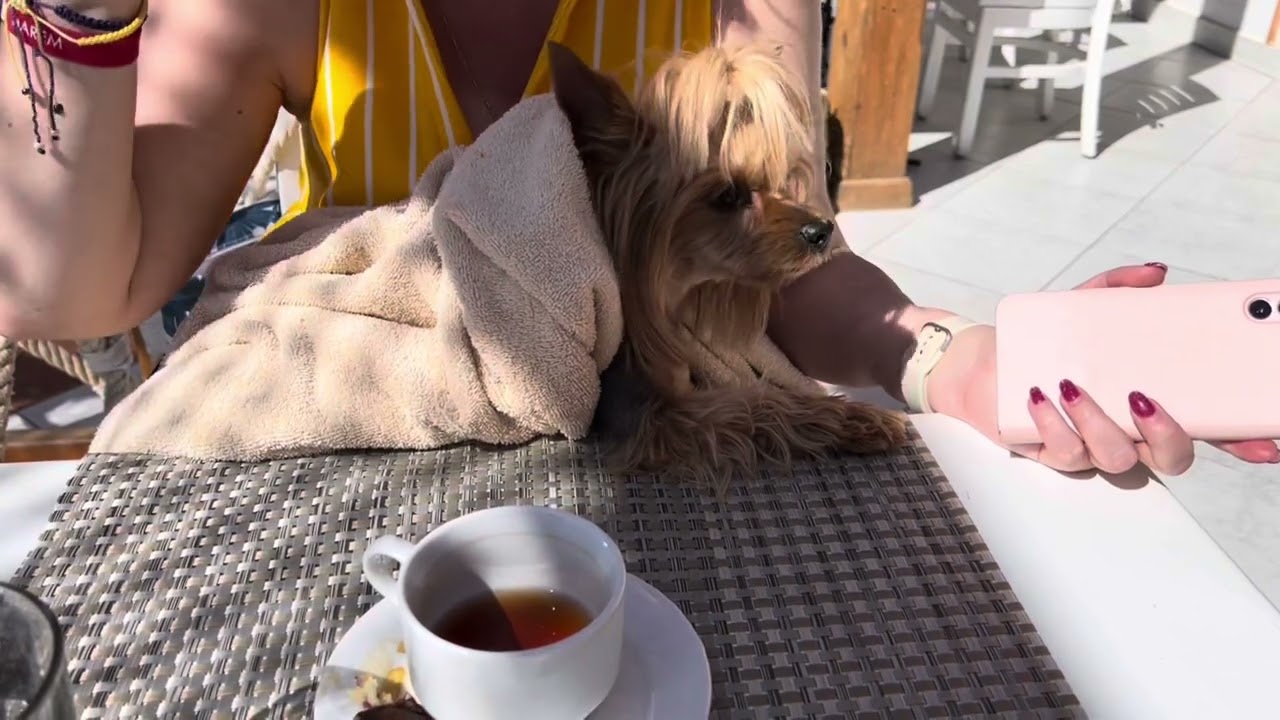 Dog vlog: собака кайфует на пляже в Египте // Очень умный кот // Путешествие с собакой