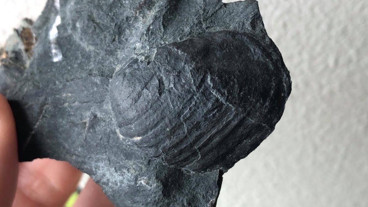 Clam Fossils in Washington State at FOSSIL CREEK
