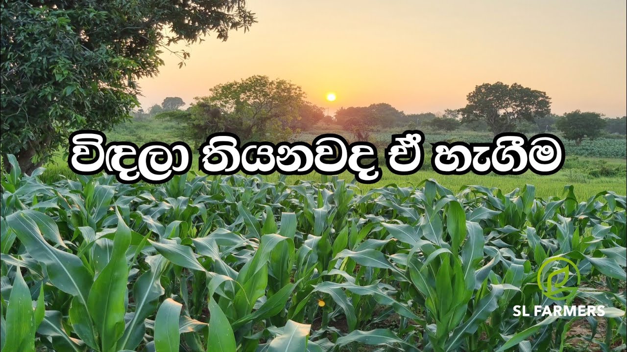 6 February 2026|slfarmers |agriculture |corn|