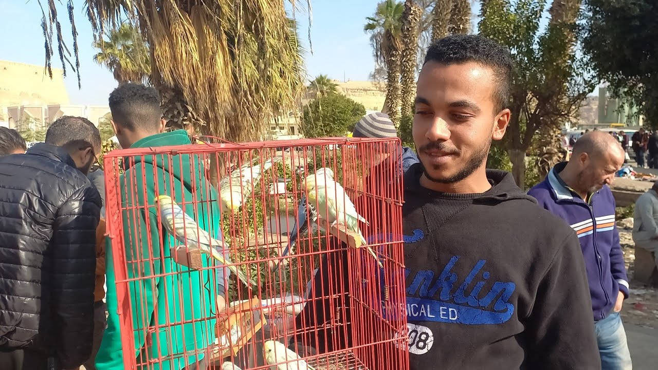 ثالث فيديو من سوق الجمعة الناس اشترت عصافير ايه وبكام⁉️وأسعار العصافير بأرقام اصحابها من داخل السوق💚